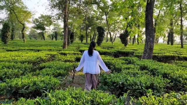 Tea Garden|Rangapara|Assam смотреть онлайн