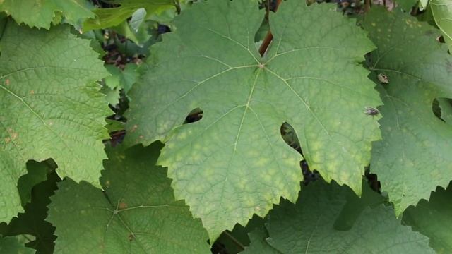 Фиолетовый ранний, виноград, с удивительным мускатным вкусом.