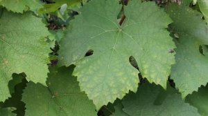 Фиолетовый ранний, виноград, с удивительным мускатным вкусом.