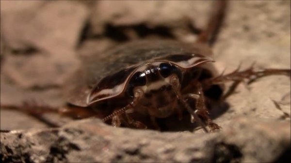 Allevamento Henschoutedenia flexvitta (Giant Lobster Roach)