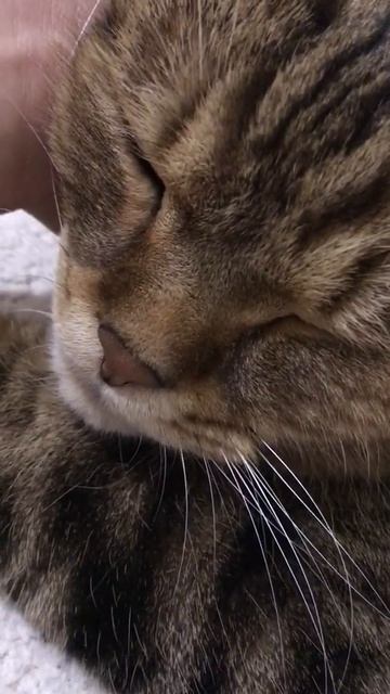 Шотландский кот 🐱 Мини трактор 🚜 смотреть онлайн