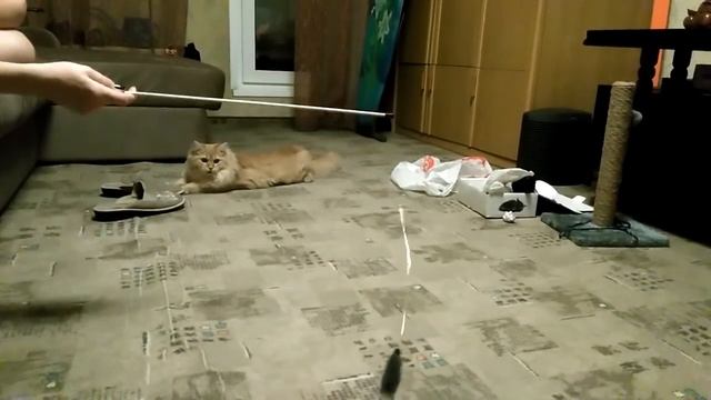 Котя Симеон. Полгодика и три кило чистой шерсти.