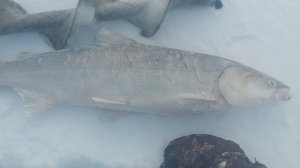 крупная нельма на блесну на иртыше