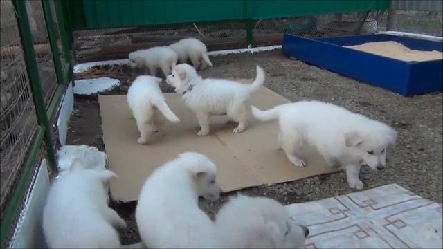 Малыши беляши.wmv смотреть онлайн