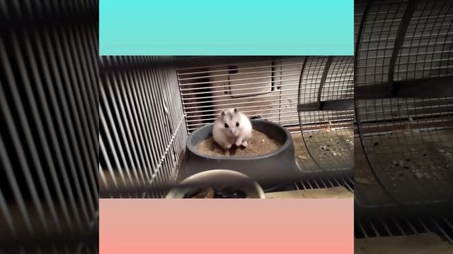 Хомяк Николай в купалке, думает смотреть онлайн