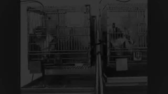 [Animal Testing]-Story Video-monkey смотреть онлайн