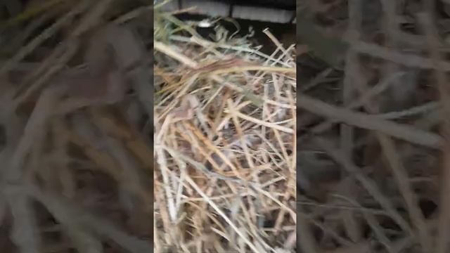 як роблять ковбасу і сало смотреть онлайн