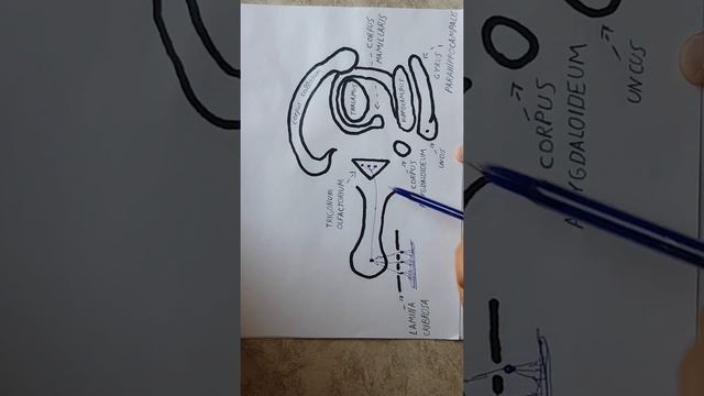 Иіс сезу нерві. (І) Nervi Olfactorii