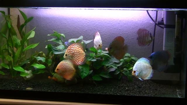 Min diskus fisk akvarie смотреть онлайн