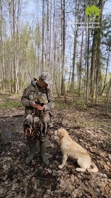 Закрытие охоты на селезня с подсадной. смотреть онлайн