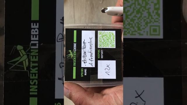 Unboxing Assel Paket смотреть онлайн