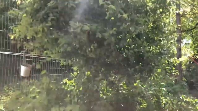 Огромная пчела делает улей /НАША КОШКА В ПОЛОЖЕНИИ смотреть онлайн