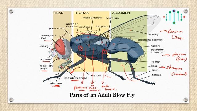 Forensic Entomology - An Introduction & Classification | Lecture - 28 | UGC NET - Forensic Science смотреть онлайн