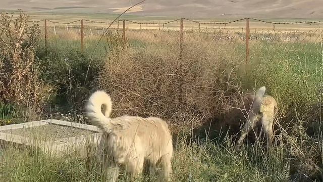 ZALIMDAN DUMANA SERT UYARI..! DUMAN GÖLGEYE SALDIRINCA ZALIM HEMEN MÜDAHALE ETTİ. YENİ DİŞİDE смотреть онлайн