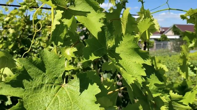 Когда проводить Последнюю обработку ВИНОГРАДА от болезней!