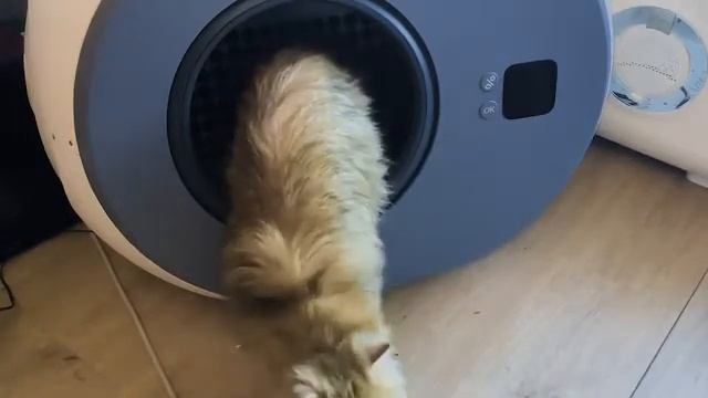 The Redefined Self-Cleaning Litter Box смотреть онлайн