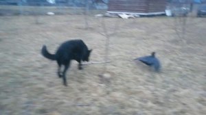 Домашний Ворон