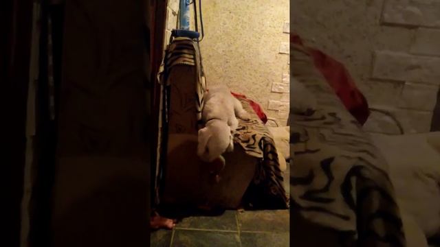 Вечный двигатель-Чарли Данделионович смотреть онлайн