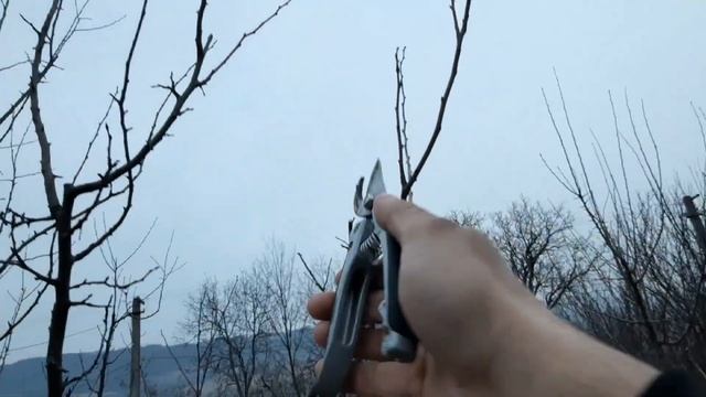 Cum se fac tăierile de fructificare la prun. Tăieri la prun. смотреть онлайн
