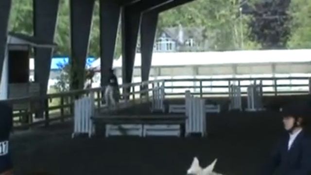 Skyland Farms presents: Sadie - White Welsh / Arab cross pony for sale смотреть онлайн
