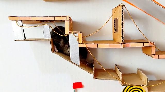 Mission Impossible: Hamster Scape from the Farm Maze #hamster#farm#maze#pet#हम्सटर#Хомяк#🐹 смотреть онлайн