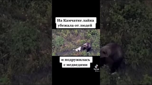 лайка подружилась с медведями смотреть онлайн