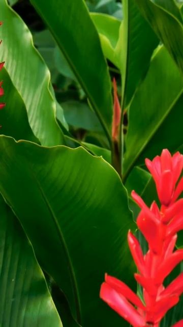 Польза имбиря #здоровье #польза #здоровоетело #имбирь #иммунитет смотреть онлайн