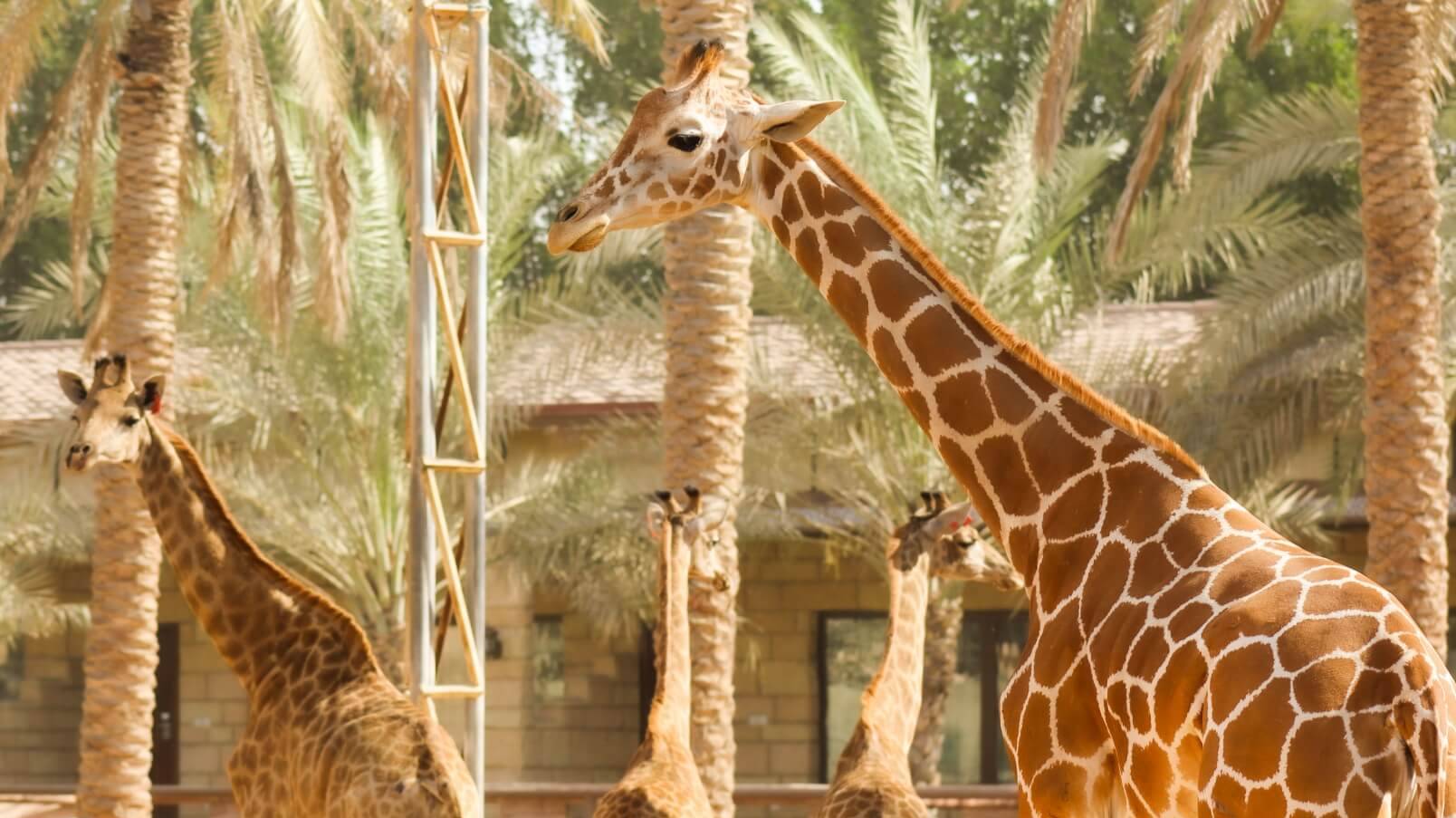 Emirates park zoo ЗООПАРК в Абу Даби смотреть онлайн