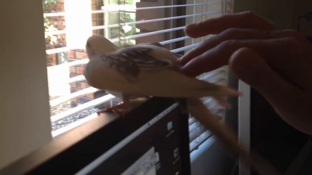 Horny bird смотреть онлайн