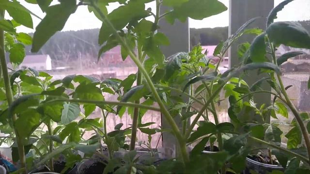 РАСТИШКИ СНОВА НА ПРОГУЛКЕ,ЗАКАЛЯЮТСЯ 😉 смотреть онлайн