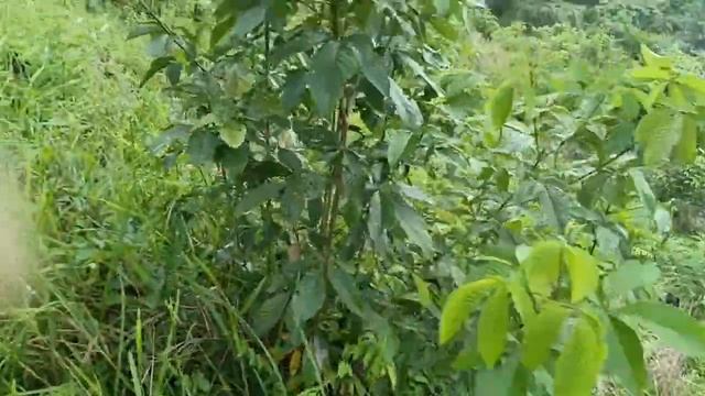 BURUAN‼️DIJUAL LAHAN KOSONG EX KEBUN KARET TUA LUAS 200 Ha Rp. 15 JUTA/Ha INVESTASI SEUMUR HIDUP смотреть онлайн