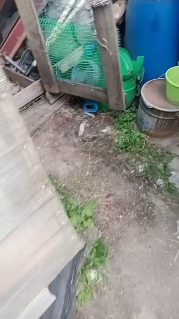 Выращивание Табака.mp4