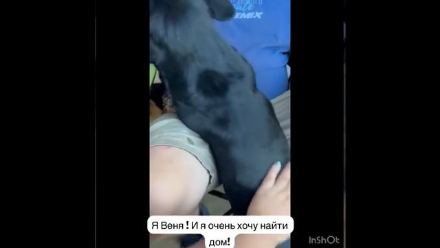 Веня ищет любящего хозяина! смотреть онлайн