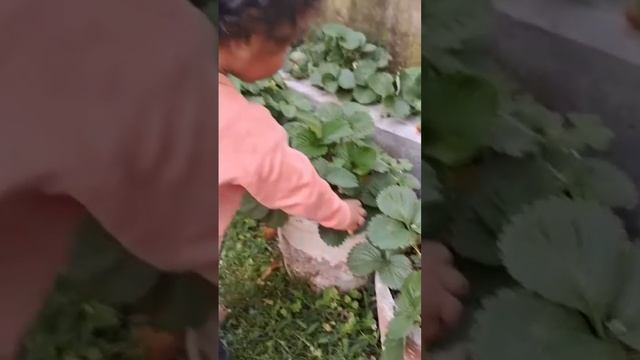 Strawberry |Triplets Berry🍓 🍓 delectable moments|Nothing beats the taste Of Freshly Picked berries🍓 смотреть онлайн