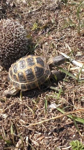 Hedgehog turtle on prrirode 71 смотреть онлайн