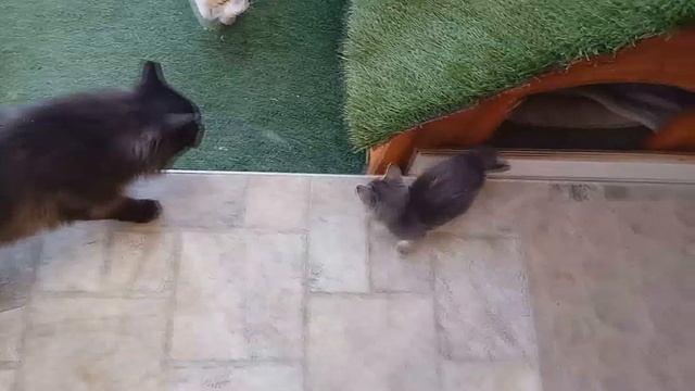 06.11.19 Рассвет для Зорянки -кошечки-подкидыша. Знакомство с семьёй