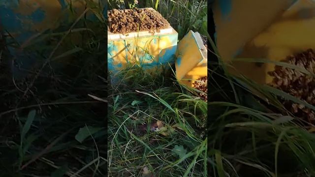 Мёд с нуклеуса смотреть онлайн
