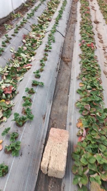 начали зачищать клубнику 🍓🍓🍓 смотреть онлайн