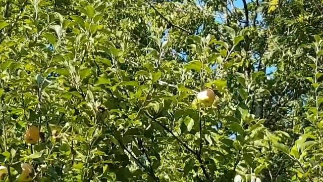 TAVELURE (pommier) : variétés sensibles et résistantes смотреть онлайн