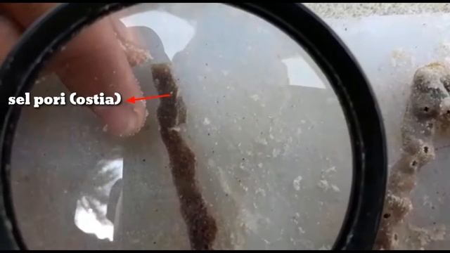PENGAMATAN PORIFERA KELOMPOK MALKIS ROMA COKLAT смотреть онлайн