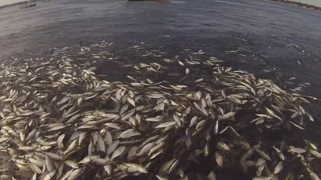 Bunker Mayhem: Blue Fish Attack Huge School of Bunker смотреть онлайн