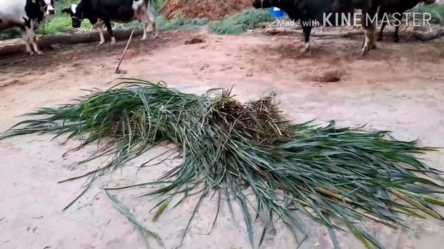 बिना चाफ कटर केसे बड़े चारे को छोटा करके खिला सकते है ? смотреть онлайн