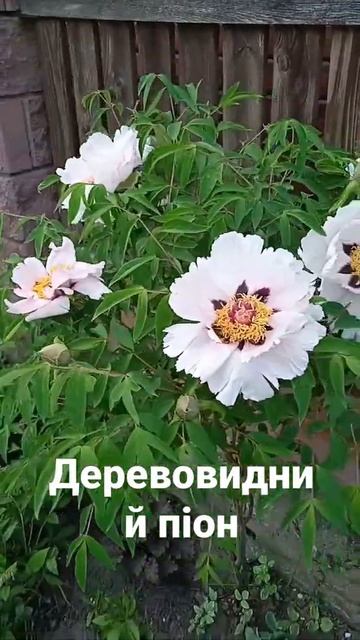 сформований деревовидний піон на штамбі смотреть онлайн