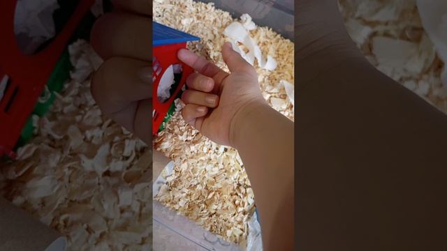 хомяки.mp4 смотреть онлайн