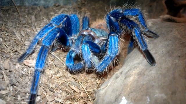 chromatopelma cyaneopubescens brushing up смотреть онлайн