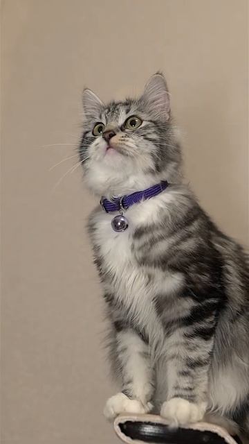 Ошейник-чокер для кошек с большим колокольчиком, фиолетовый BBPC 10 NM смотреть онлайн