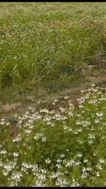 Kala jeera bagan(Mayapur)#shorts#Bishwa bhromon смотреть онлайн