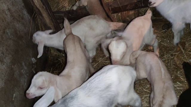кого продаю і як навчити козеня пити , якщо воно сало козу смотреть онлайн