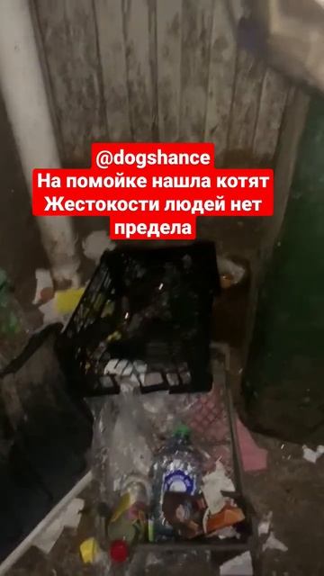 Санкт-Петербург найденные на помойке котята #shorts #котята #зверьëмоë #помощьживотным #возьмикота смотреть онлайн