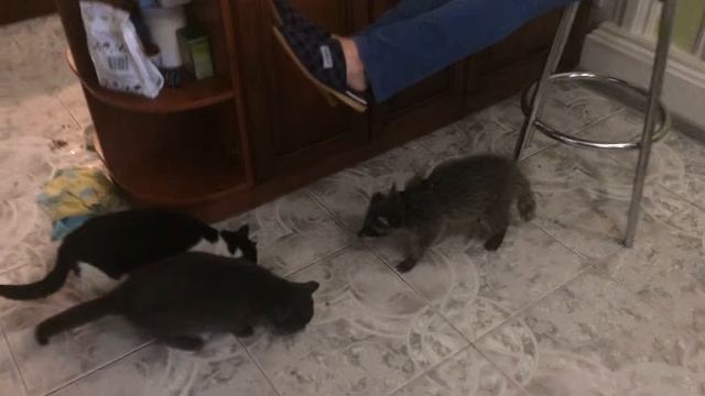 Первые встречи енота с котами смотреть онлайн